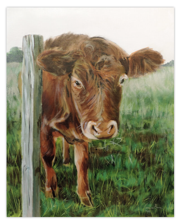 This is an original linen canvas oil painting that measures 16 inches by 12 inches, completed in 2019. This is a brown Aberdeenshire calf. This one lives close to my house on the outskirts of Aberdeen.